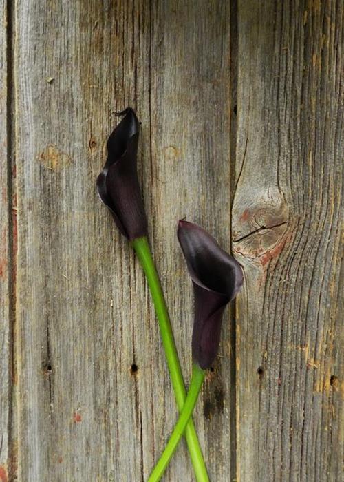 ODESSA  BLACK MINI CALLA LILY